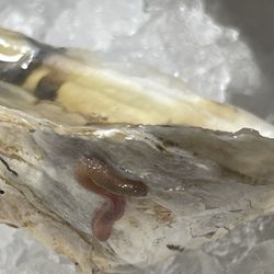 Detroit Fish House - Oyster with a worm