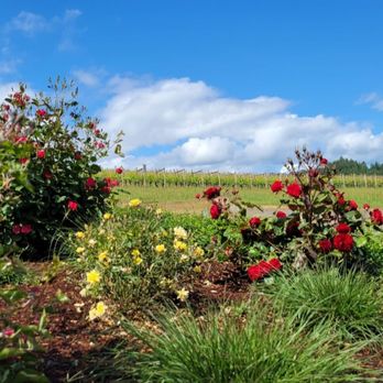 Knudsen Vineyards - Wine Tasting Room Near Me - Dundee, Oregon