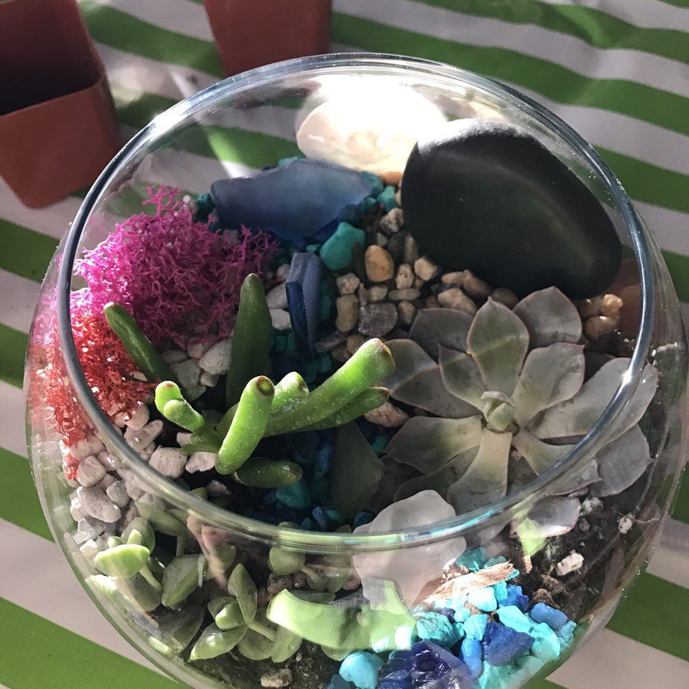 Succulent with Sand Dollars & Blue Glass Chips