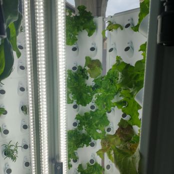 Harmony Cafe & Juicery - Hydroponics on site...fresh lettuce - Coffee & Tea Near Me - Manitowoc, Wisconsin