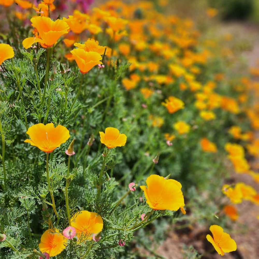 Elysian Park West Trail Loop Trailhead - California Poppies! - Hiking Near Me - Los Angeles, California Elysian Park West Trail Loop Trailhead - California Poppies! - Hiking Near Me - Los Angeles, California