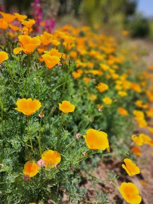 Elysian Park Trail by null