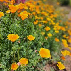 Elysian Park West Trail Loop Trailhead - California Poppies!