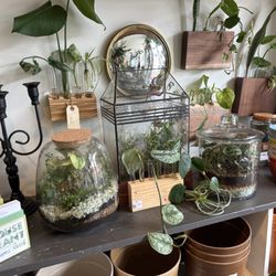 Flora & Forage - Terrariums