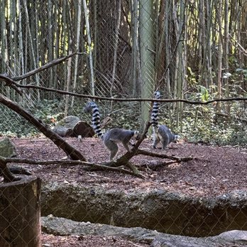 Nashville Zoo - Zoos Near Me - Nashville, Tennessee Nashville Zoo - Zoos Near Me - Nashville, Tennessee