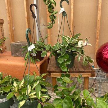 Jackson Florist - Hoyas - Florists Near Me - Covington, Kentucky