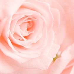 Wild Orchid Florist