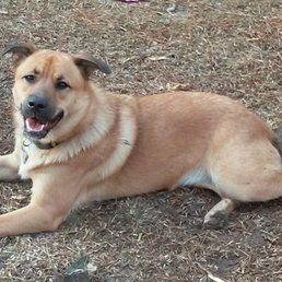 Wally loved the dog park on Sesquicentennial State Park. Wally loved the dog park on Sesquicentennial State Park.
