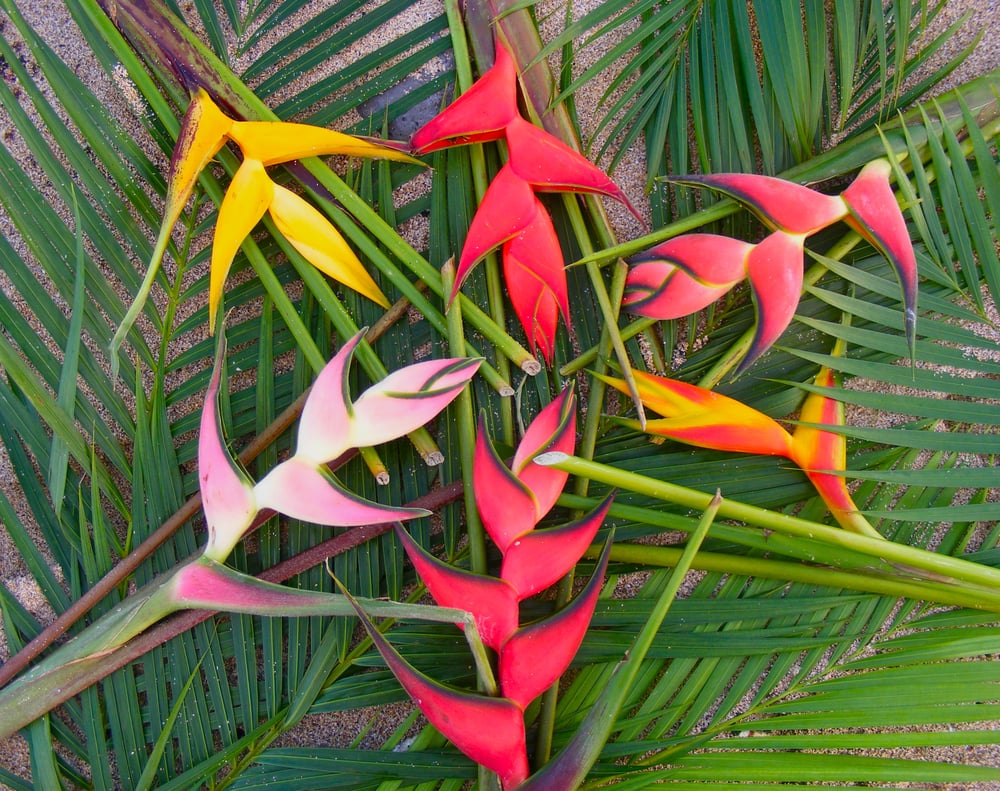 HEAD HIGH TROPICALS Haiku, Hawaii Florists Phone Number Yelp