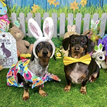 House of Wag - Sausages - Pet Photography Near Me - Fort Worth, Texas