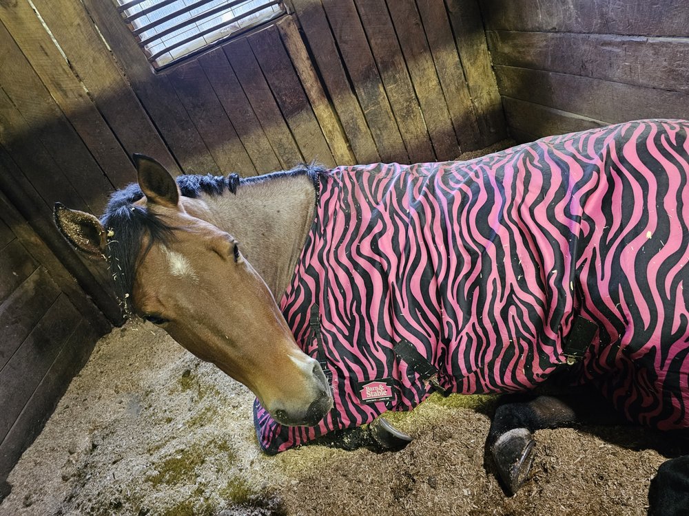 Champion Hill Performance Horses - equestrian in Hartville, OH