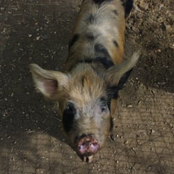 Langleybury Childrens Farm