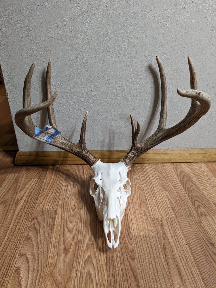 Kaisers Kustom Boneworks - taxidermy in Sioux Falls, SD