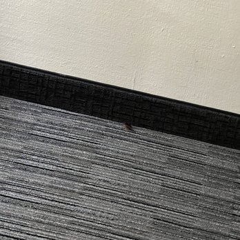 Glendale Express Hotel - a live roach - Hotels Near Me - Glendale, California