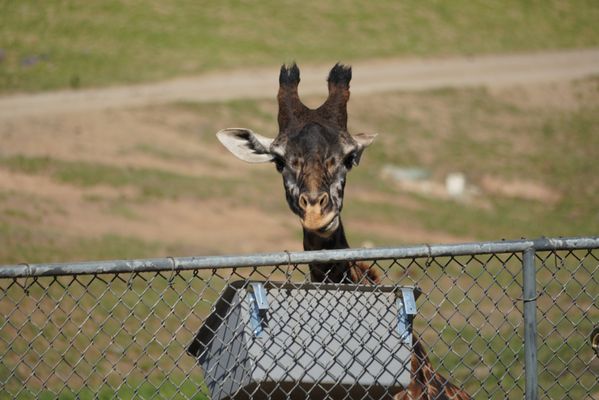 San Diego Zoo Safari Park by null