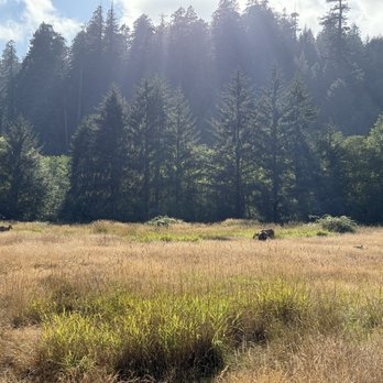 Elk Meadow - Parks Near Me - Orick, California
