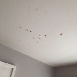 Infinity Real Estate And Management Group - Mold? Rodents? What is it?
