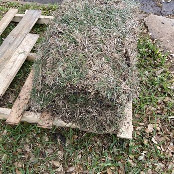 Austin Wholesale Landscape Supply - 2nd delivery of sod - Home & Garden Near Me - Austin, Texas Austin Wholesale Landscape Supply - 2nd delivery of sod - Home & Garden Near Me - Austin, Texas