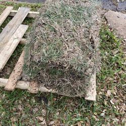Austin Wholesale Landscape Supply - 2nd delivery of sod