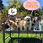 Photo of Fit Dog Theory