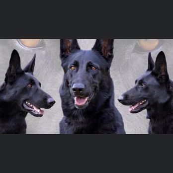Animal Emergency Hospital - dog - Emergency Pet Hospital Near Me - Ormond Beach, Florida Animal Emergency Hospital - dog - Emergency Pet Hospital Near Me - Ormond Beach, Florida
