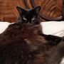 Photo of Advanced Veterinary Care