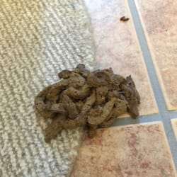 Your Pets Pal - Pile of feces dried on our hallway floor.