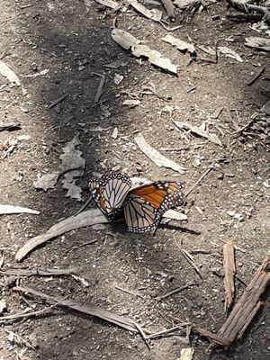 Monarch Butterfly Grove by null
