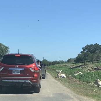 Natural Bridge Wildlife Ranch - A visitor disobeying rules and getting out of the car to get close to antelope :( - Ranches Near Me - San Antonio, Texas Natural Bridge Wildlife Ranch - A visitor disobeying rules and getting out of the car to get close to antelope :( - Ranches Near Me - San Antonio, Texas