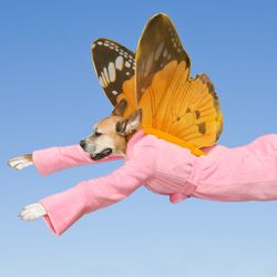 The Vault Art Gallery - 'Dog People' photographs by Cindy and Kirby Pringle of Dogtown Artworks