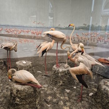 Field Museum - Museums Near Me - Chicago, Illinois