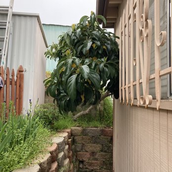 Angel Tree Care - Avocado tree before - Tree Services Near Me