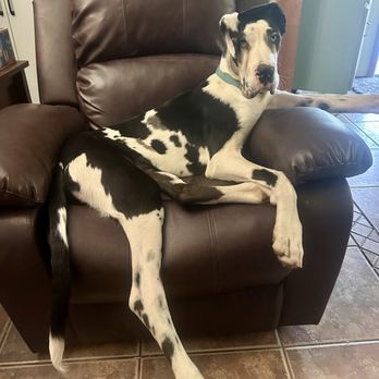 Baja Paws Rescue - Captain - Animal Shelters Near Me