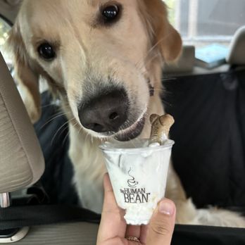The Human Bean - Pup Cup - Bubble Tea Near Me - Albuquerque, New Mexico