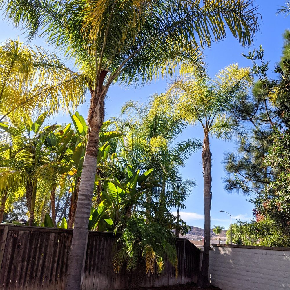 Trimmed palm trees Trimmed palm trees