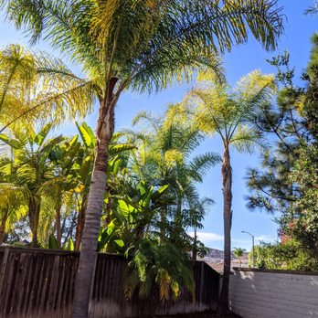 Mountain Lawn Care - Trimmed palm trees - Irrigation Near Me