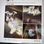 Photo of Styles Pet Grooming