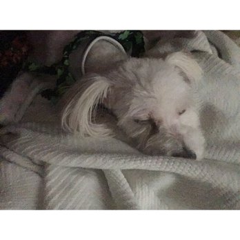 Whiskers To Tails - Naps after good treatment at a great grooming establishment. - Pet Groomers Near Me - Redlands, California