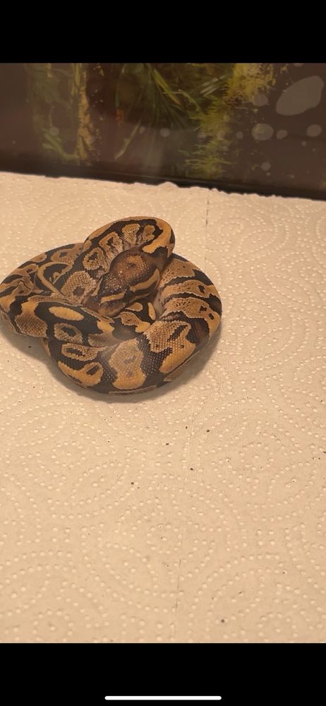 Major League Exotic Pets - reptile breeding in Howell Township, NJ