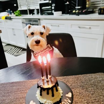 Pawtriotic Dog Bakery - Ready to eat cake. - Pet Stores Near Me - Murrieta, California Pawtriotic Dog Bakery - Ready to eat cake. - Pet Stores Near Me - Murrieta, California