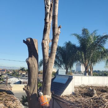Five Oaks Tree Service - Tree Services Near Me - Compton, California Five Oaks Tree Service - Tree Services Near Me - Compton, California