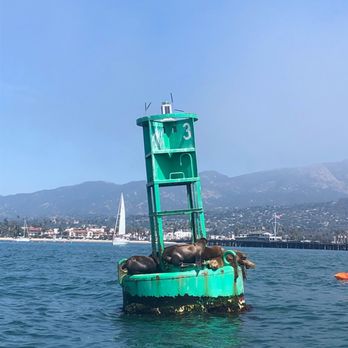 Captain Jack's Santa Barbara Tours - Noisy sea lions all fighting for precious space on the buoy - Wine Tours Near Me