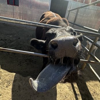 Montebello Barnyard Zoo - The cow - Petting Zoos Near Me - Montebello, California Montebello Barnyard Zoo - The cow - Petting Zoos Near Me - Montebello, California