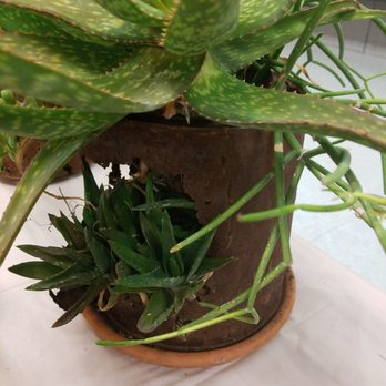 Maricopa County Master Gardeners - Gardeners Near Me - Phoenix, Arizona