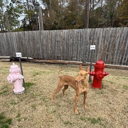 Outback Springs RV Resort - Dog Park