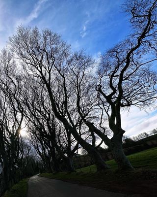 The Dark Hedges by null