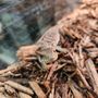 Photo of Sabrinas Reptile Kingdom