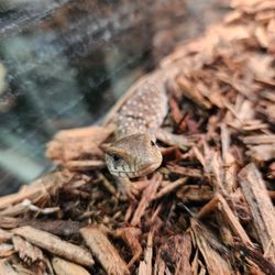 Sabrinas Reptile Kingdom - Baby Savanah Monitor
