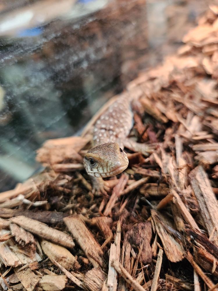 SABRINAS REPTILE KINGDOM Updated September 2024 28 Photos & 13