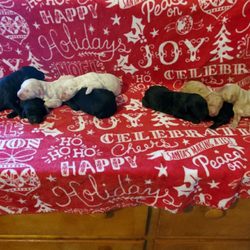 Once Upon a Time Goldendoodle Acres